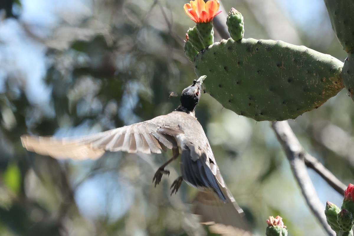 ズグロハゲミツスイ - ML645932673