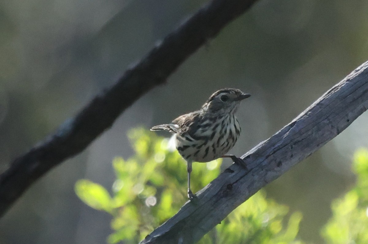 タテフムシクイ - ML645932688