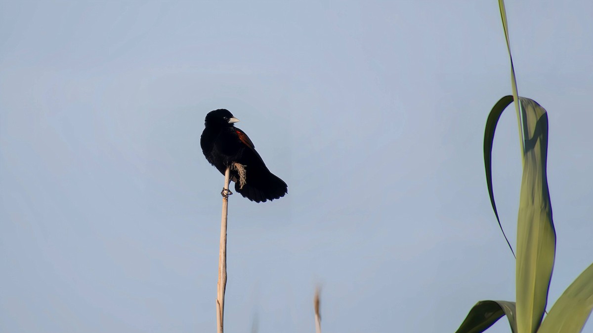 アカガタホウオウ - ML645932696