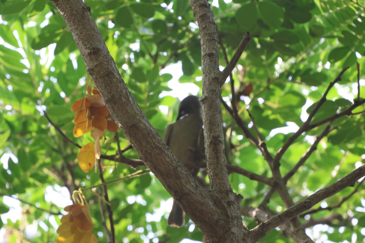 クチシロミツスイ - ML645932697