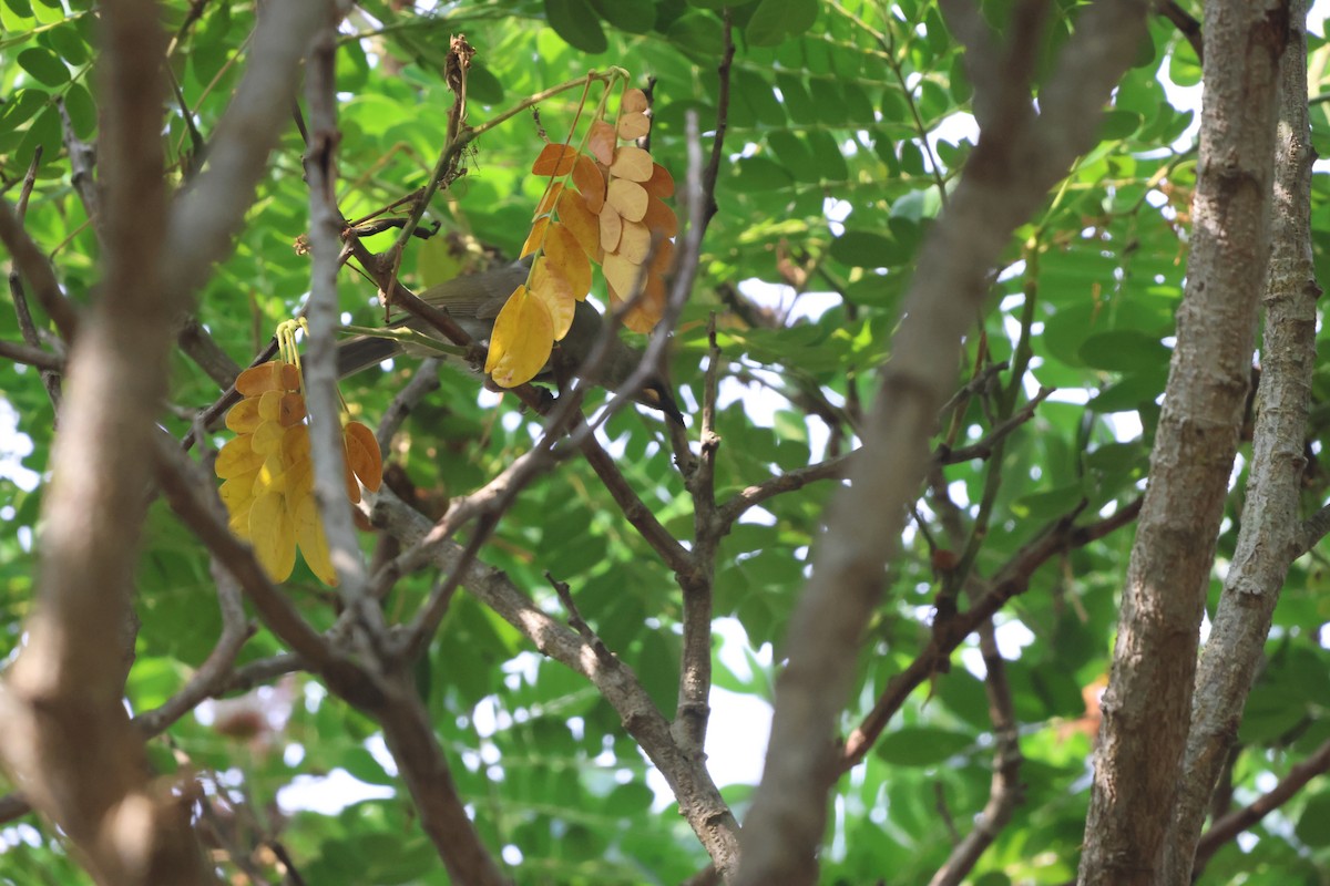 クチシロミツスイ - ML645932698