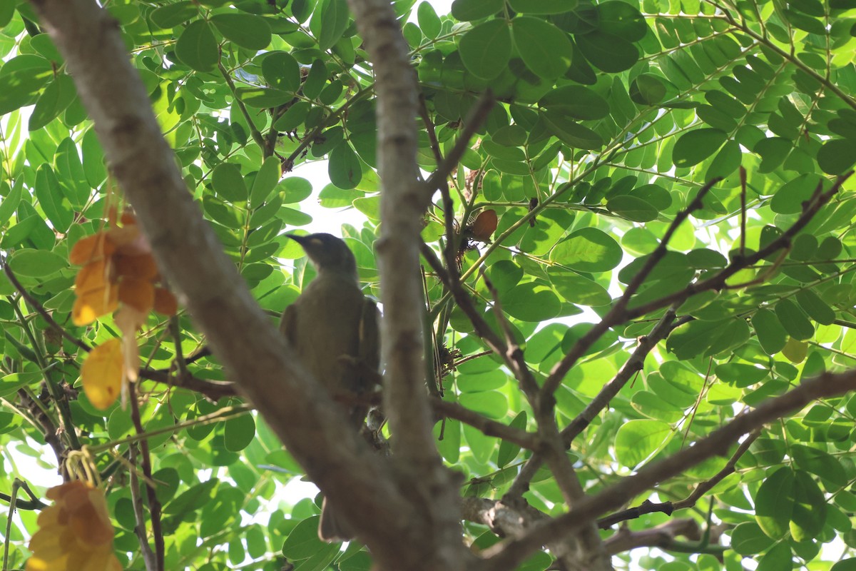 クチシロミツスイ - ML645932699