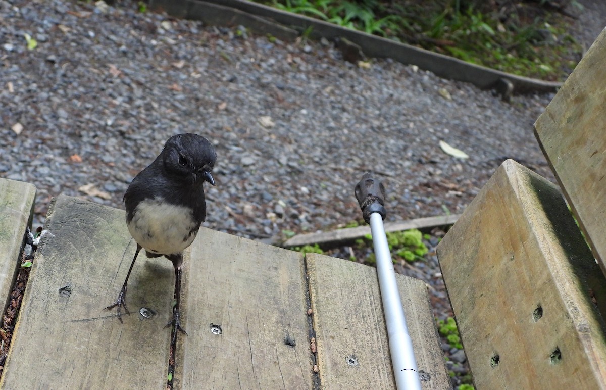 ミナミニュージーランドコマヒタキ - ML645932701