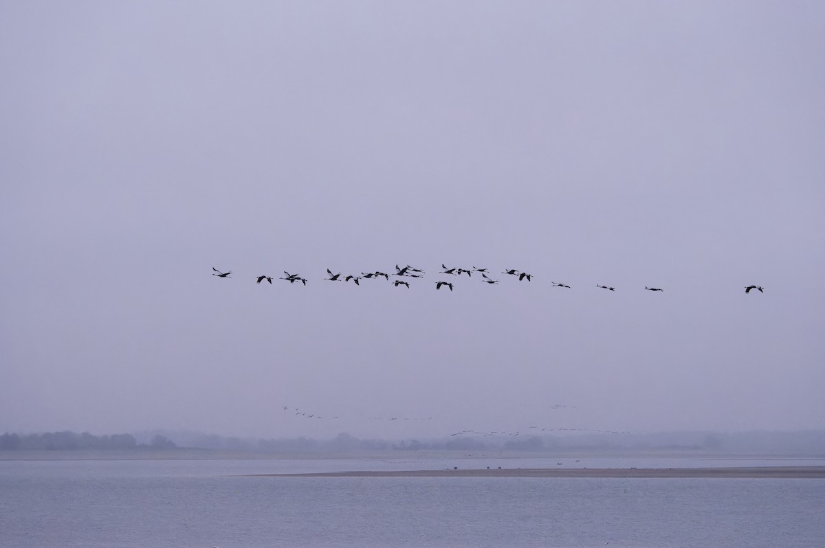 クロヅル - ML645932702