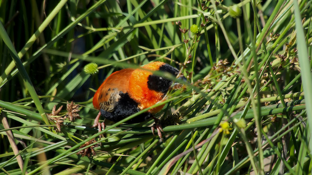 オオキンランチョウ - ML645932704