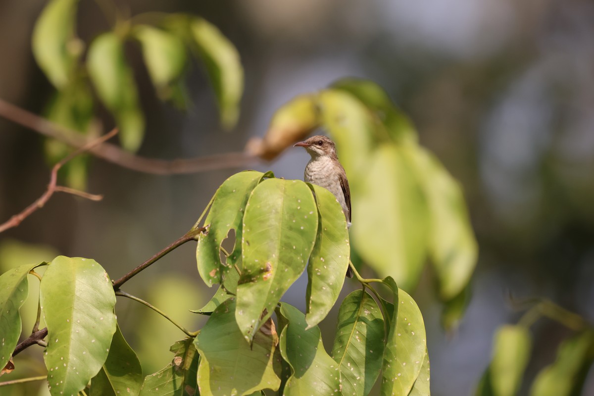 ウロコミツスイ - ML645932706