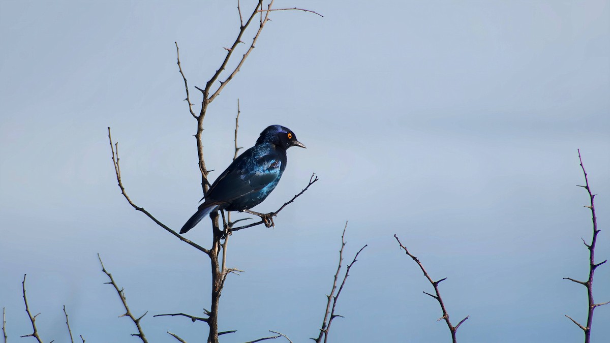 アカガタテリムク - ML645932711