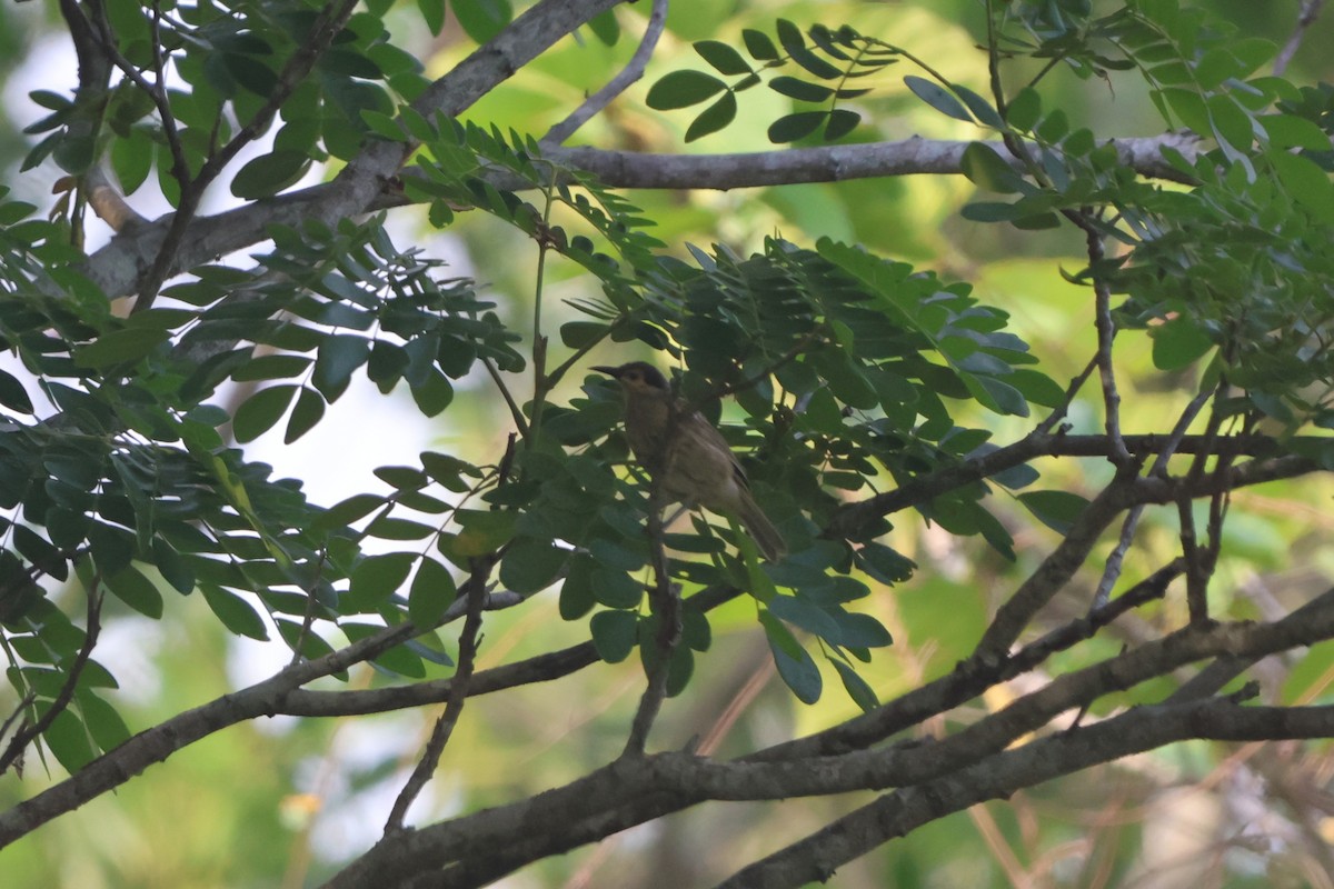 シラフミツスイ - ML645932713