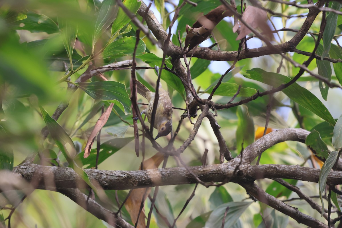 シラフミツスイ - ML645932714