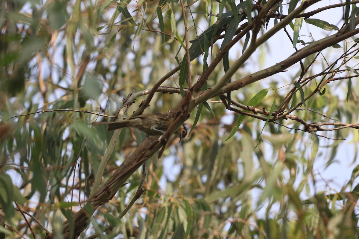 シラフミツスイ - ML645932715