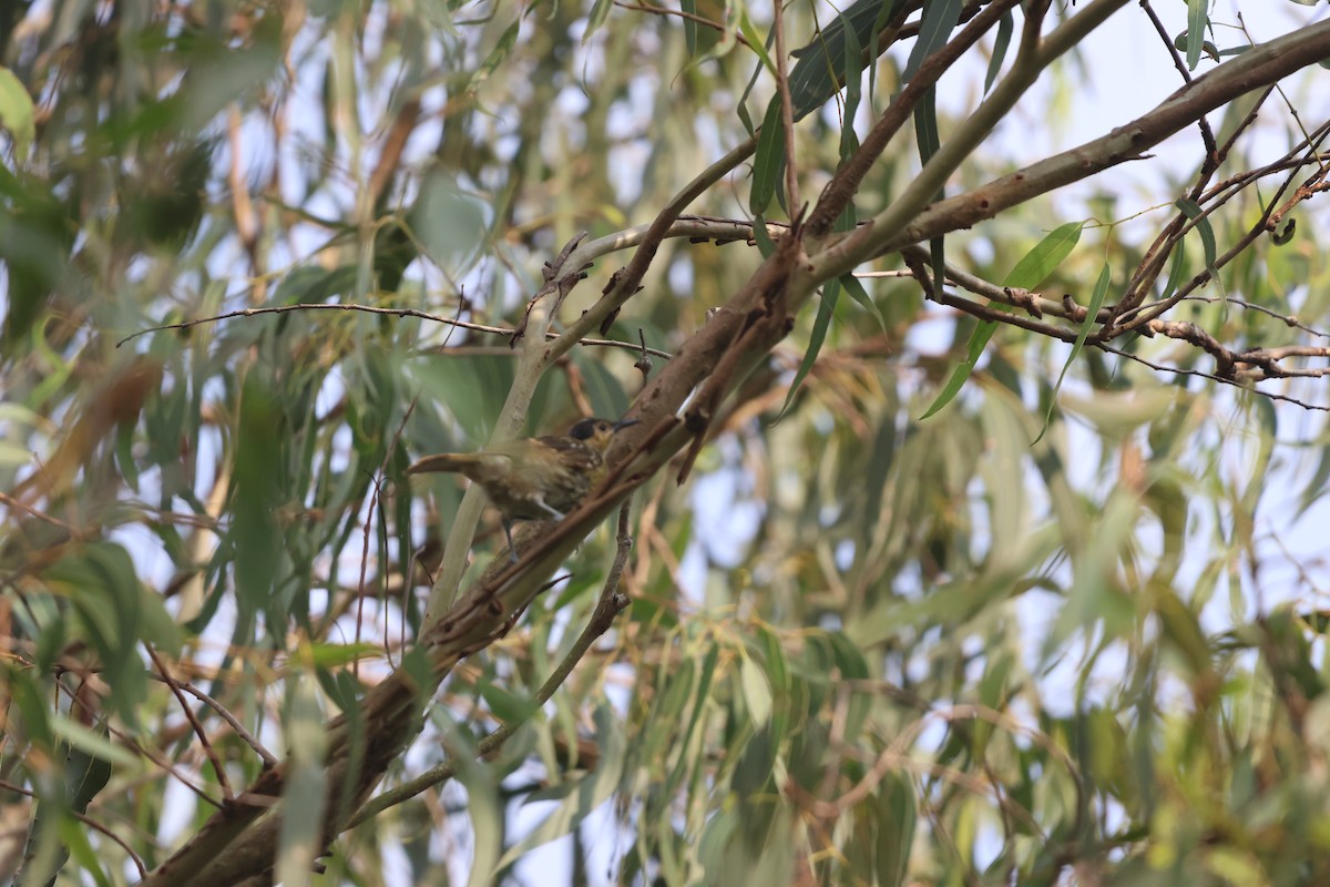 シラフミツスイ - ML645932716