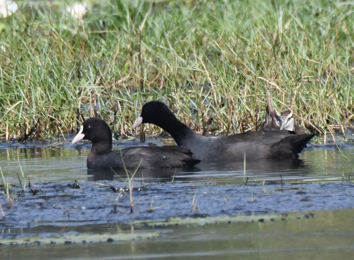 オオバン - ML645932717