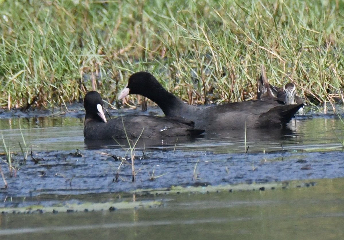 オオバン - ML645932718