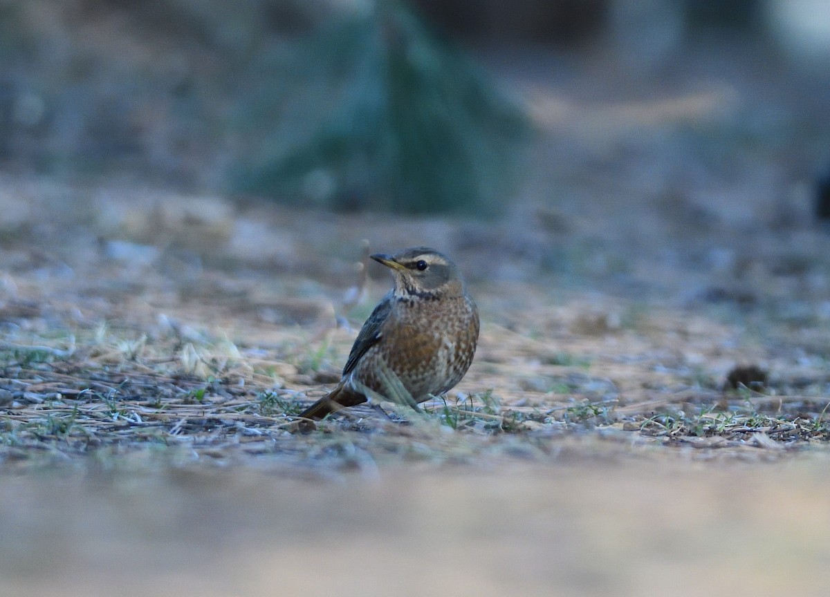 ハチジョウツグミ - ML645932719