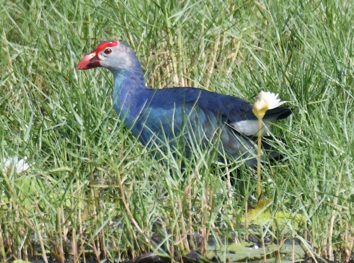 ハイガシラセイケイ - ML645932720