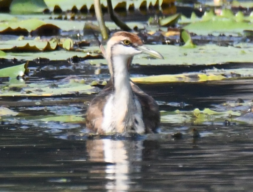 レンカク - ML645932723