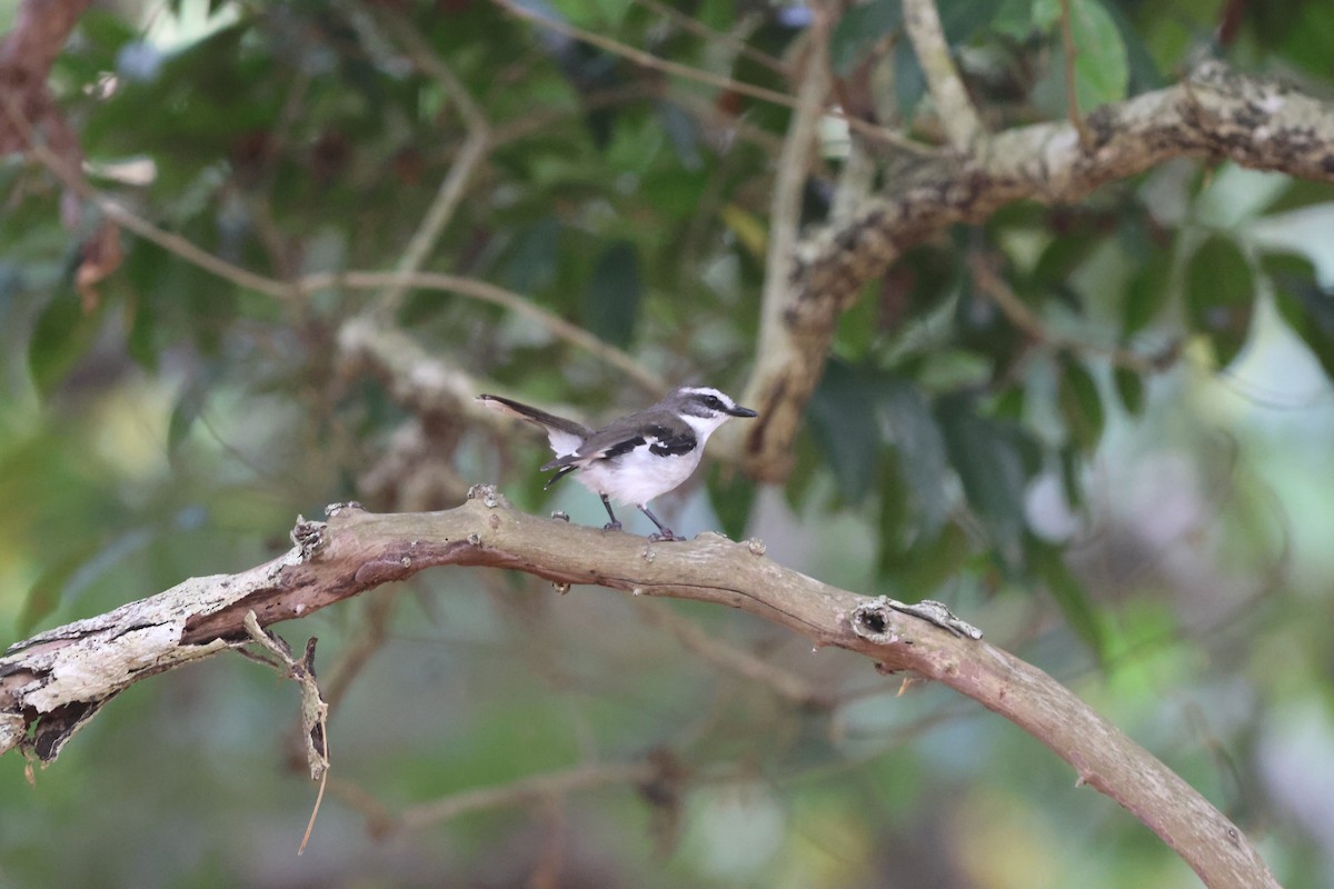 lejsčík bělobrvý - ML645932724