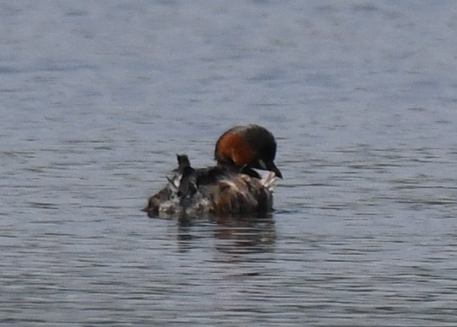 カイツブリ - ML645932725