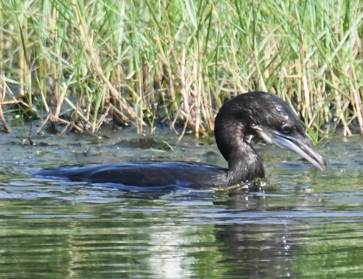 アジアコビトウ - ML645932726