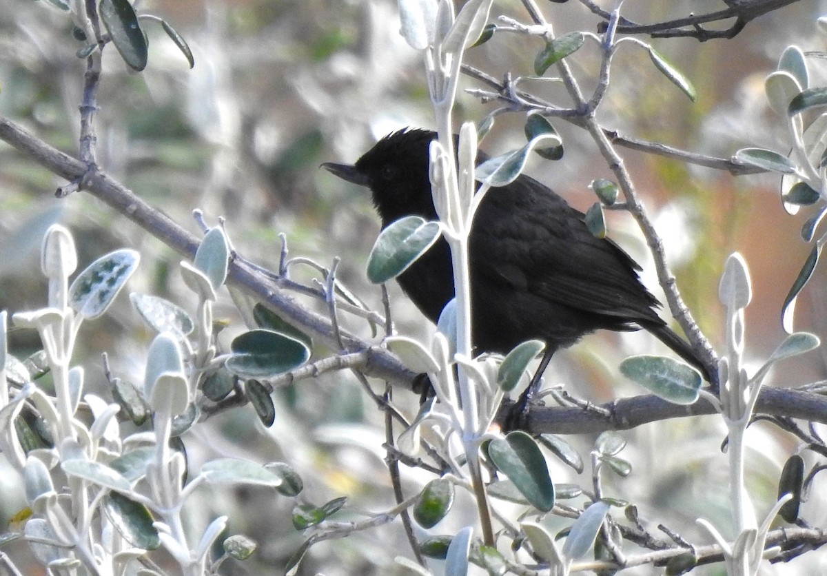 クロハナサシミツドリ - ML645932727