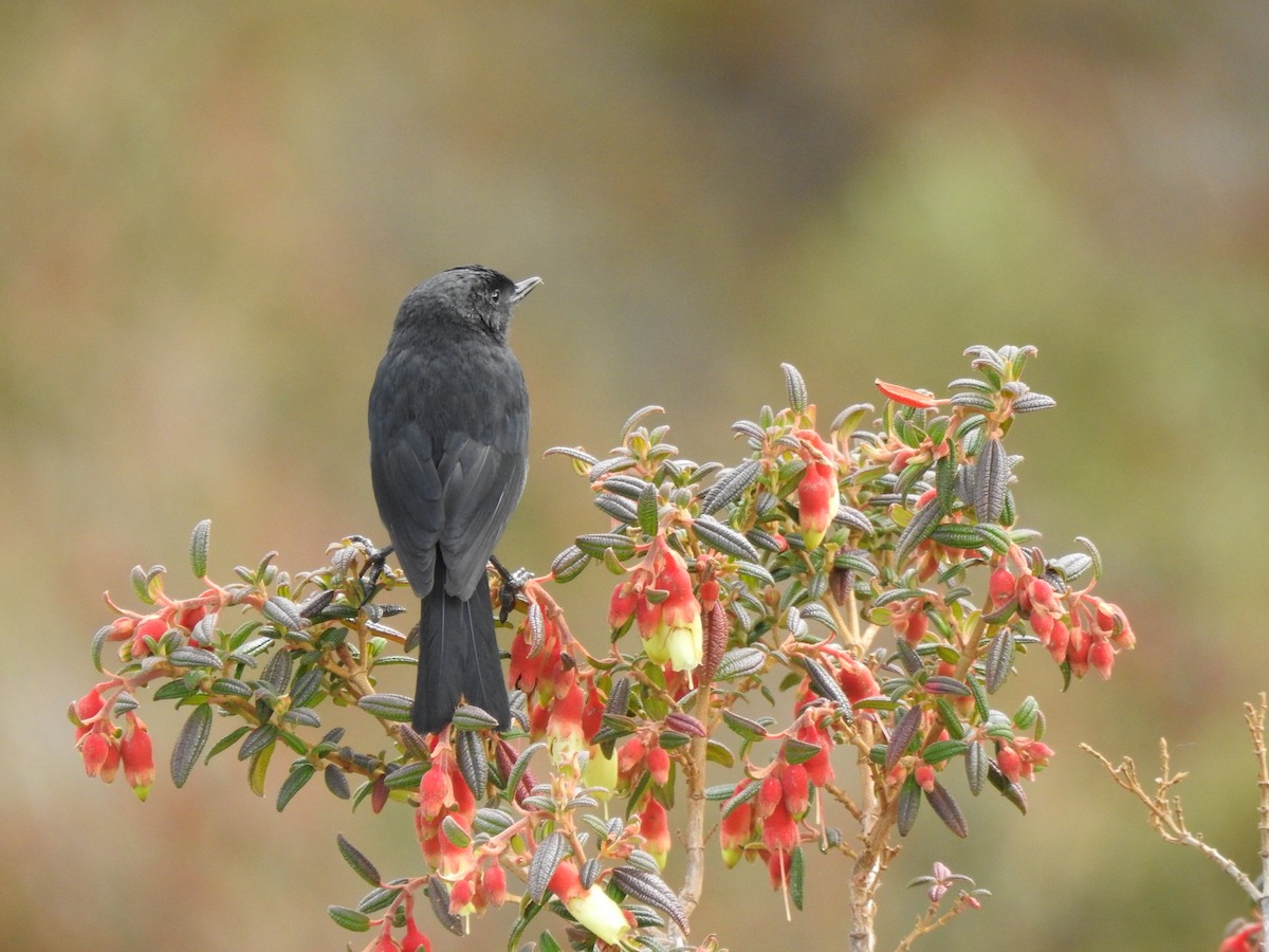 クロハナサシミツドリ - ML645932729
