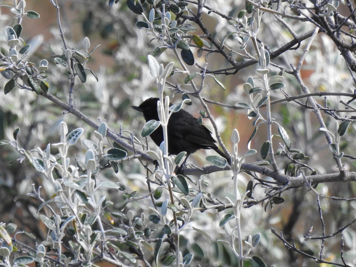 クロハナサシミツドリ - ML645932731