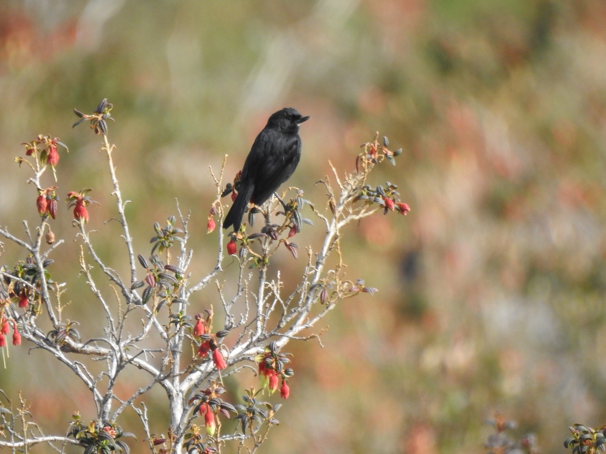 クロハナサシミツドリ - ML645932732