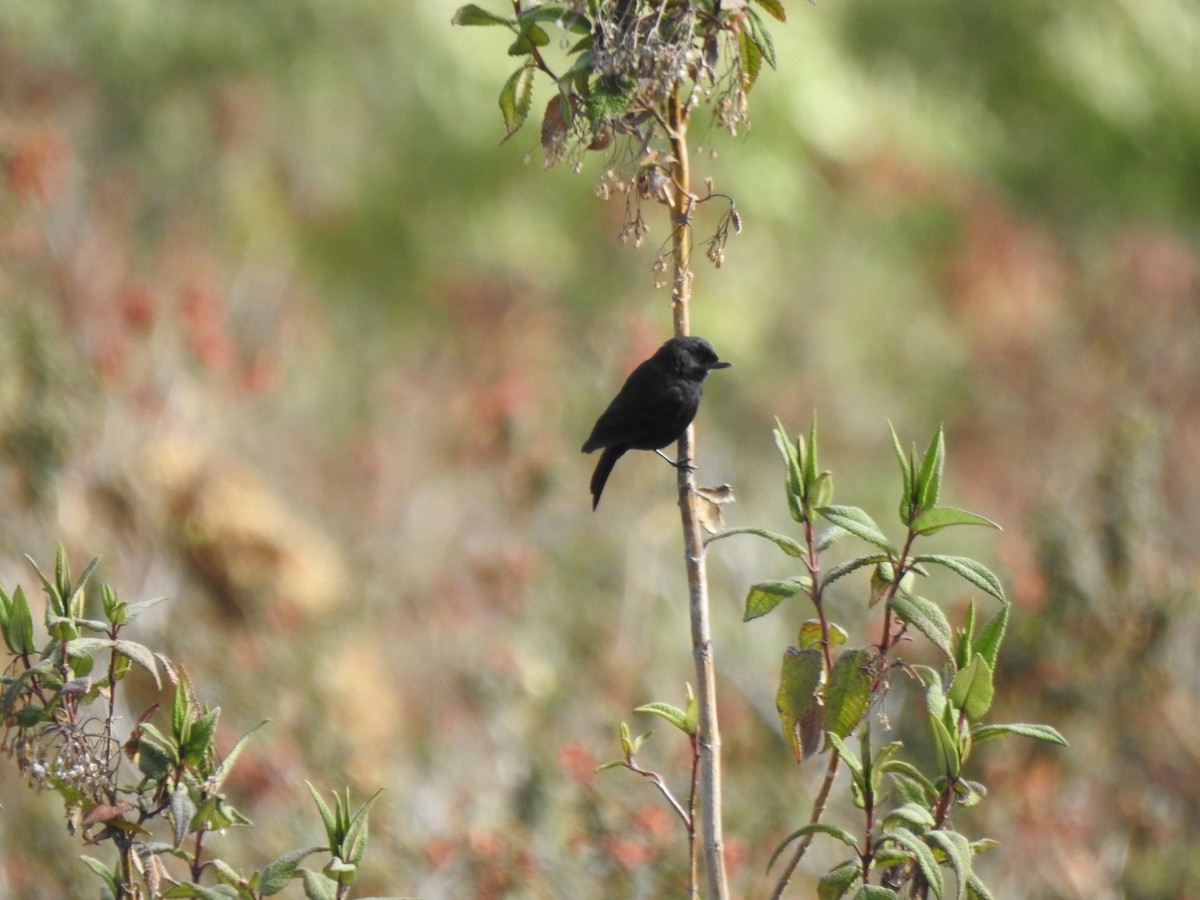 クロハナサシミツドリ - ML645932733