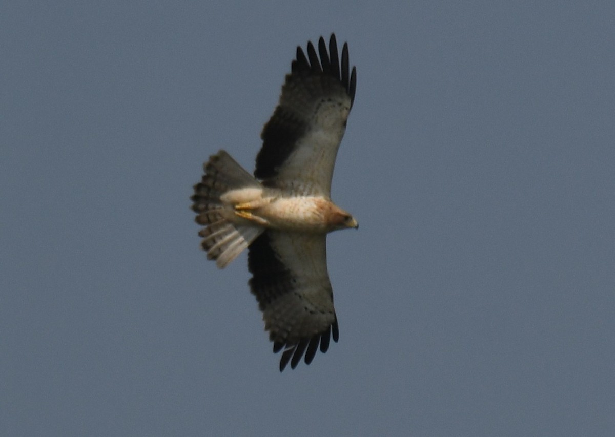 orel nejmenší - ML645932738