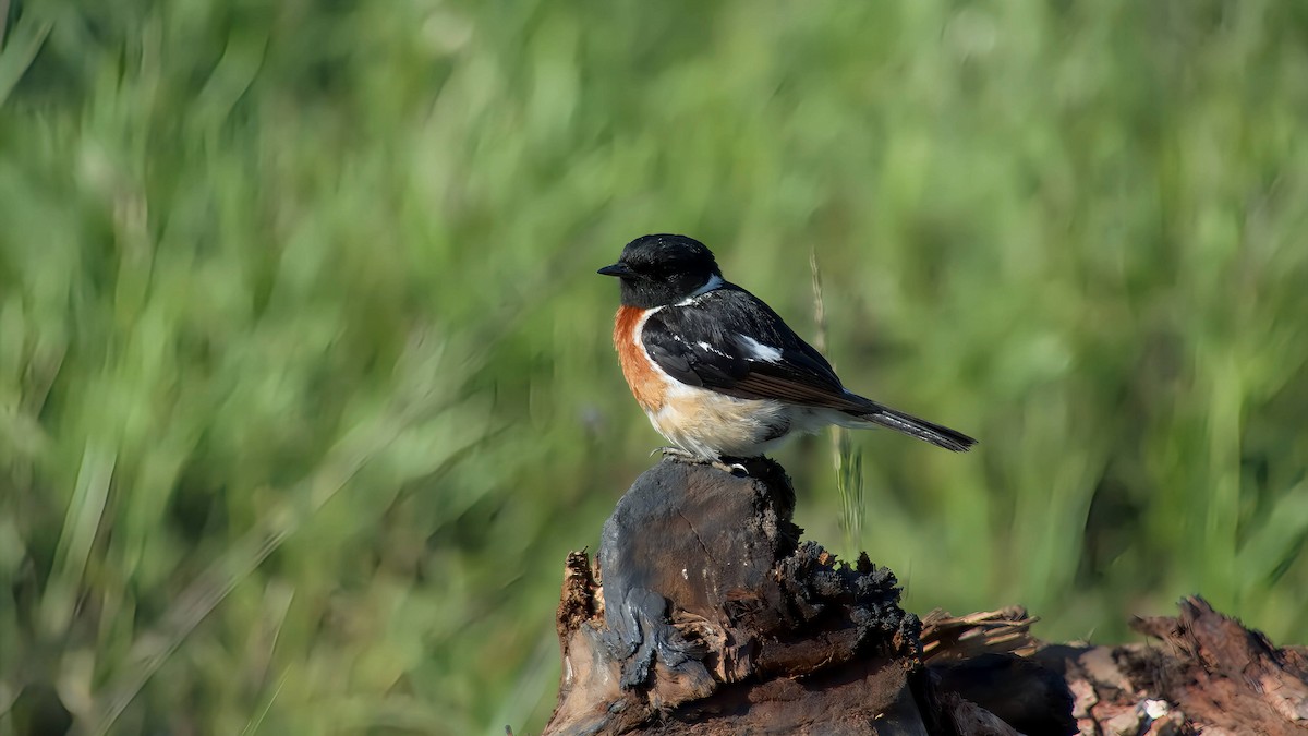 bramborníček africký - ML645932749