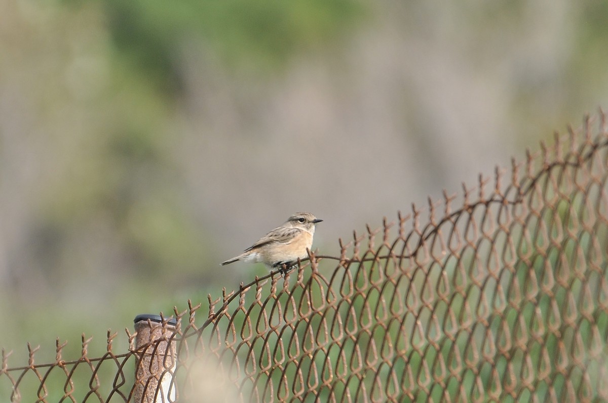 bramborníček černohlavý - ML645932750