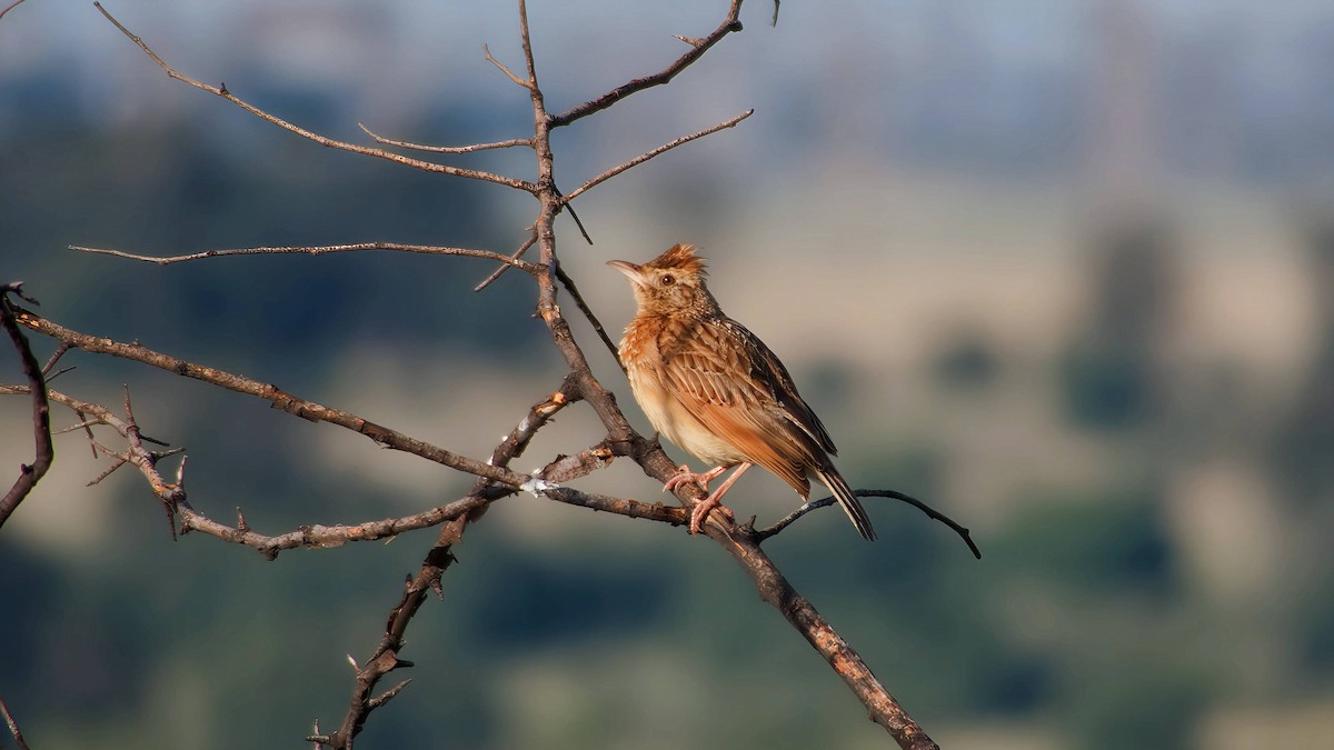 skřivan rezavotýlý - ML645932754