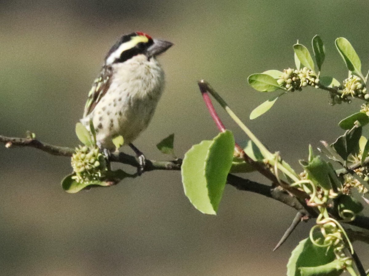 vousáček rudočelý - ML645932755