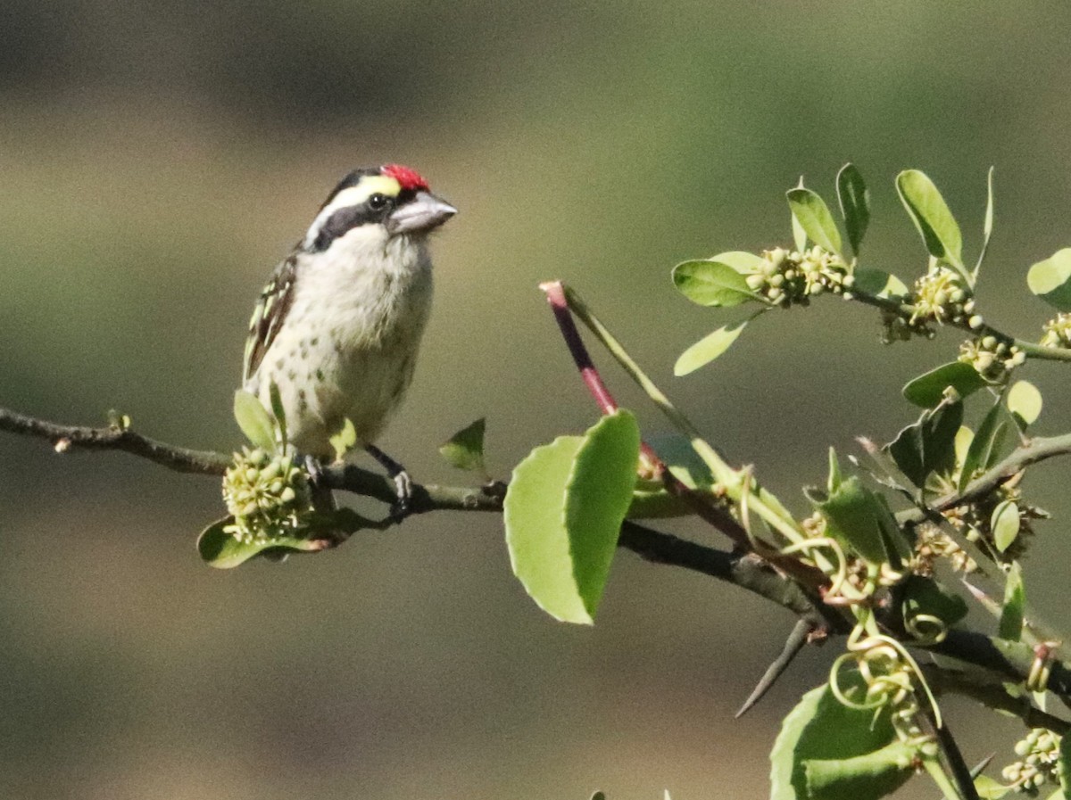 vousáček rudočelý - ML645932757