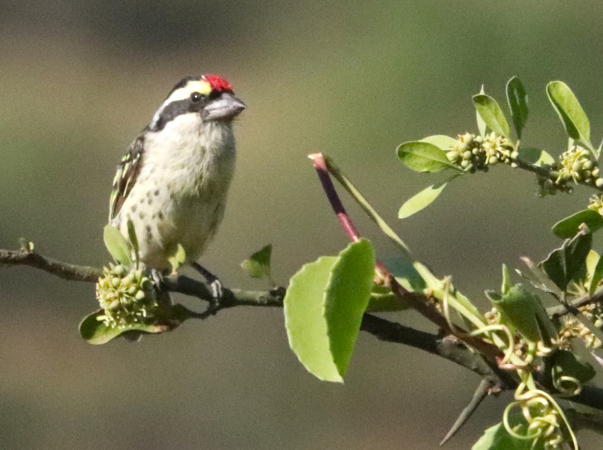 vousáček rudočelý - ML645932758