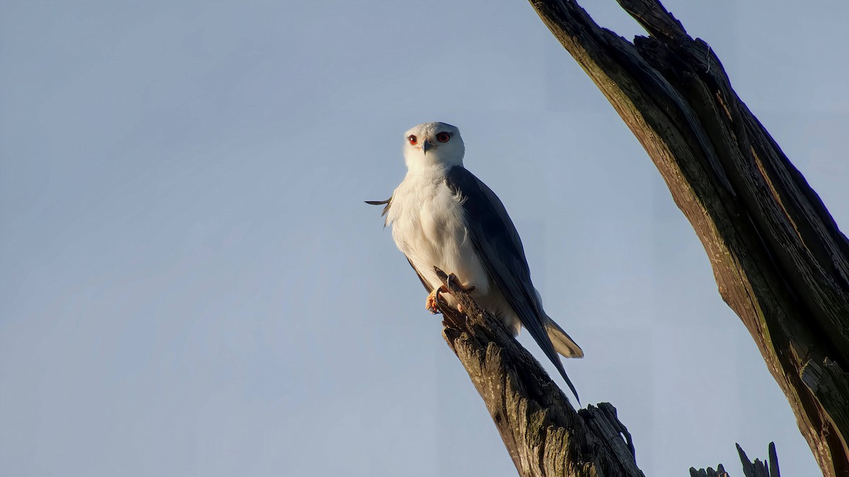 luněc šedý - ML645932759