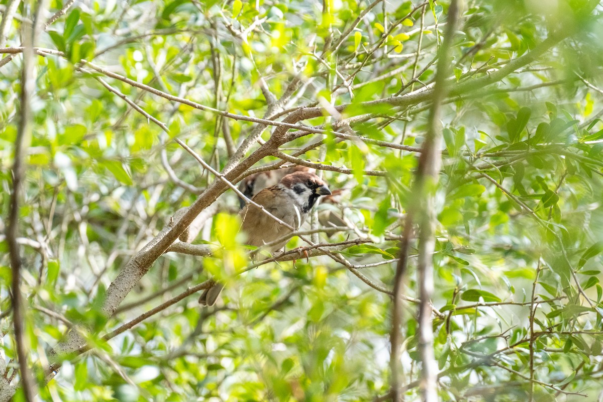 vrabec polní - ML645932760