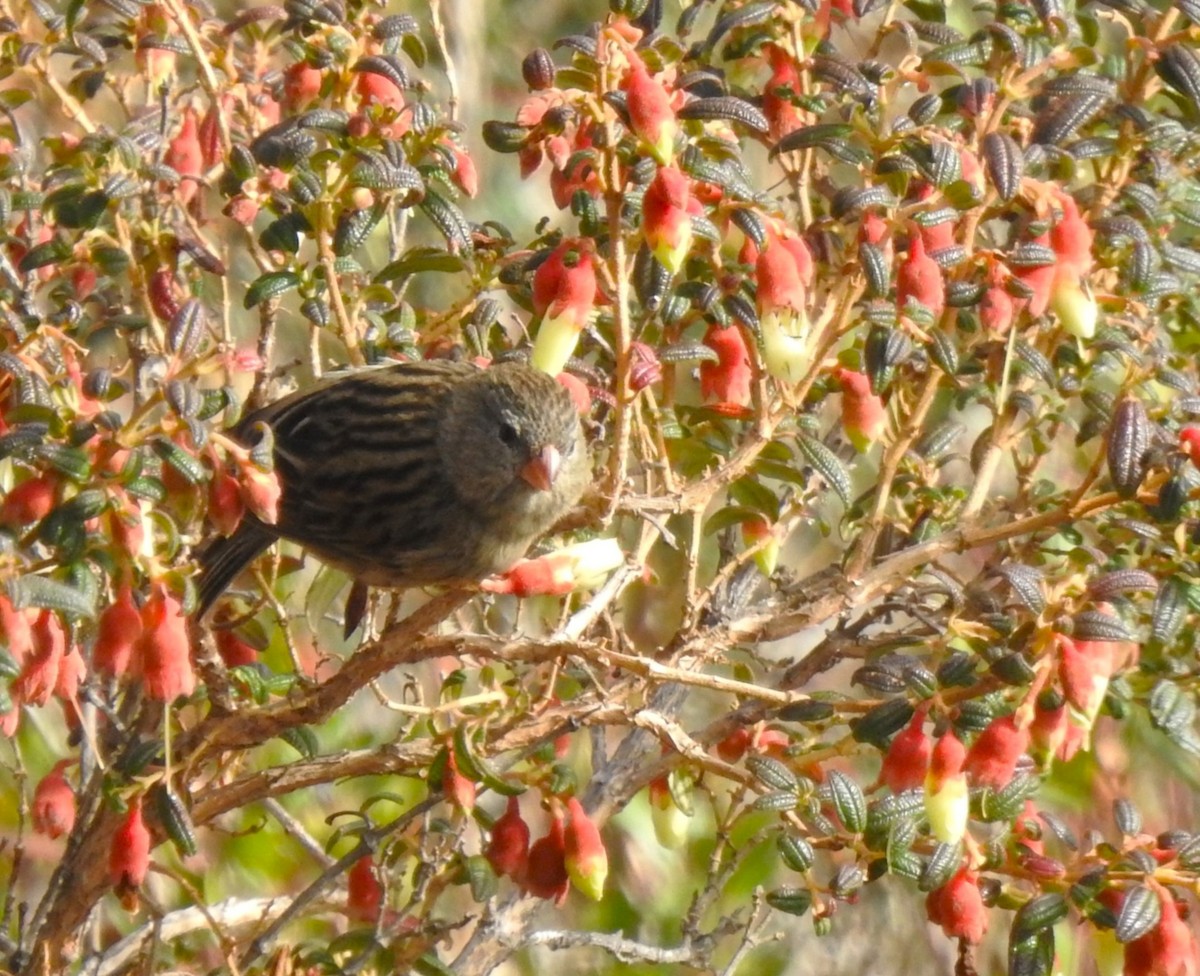 Plain-colored Seedeater - ML645932761
