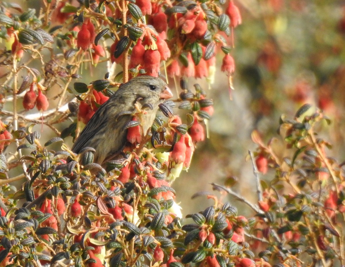 Plain-colored Seedeater - ML645932762
