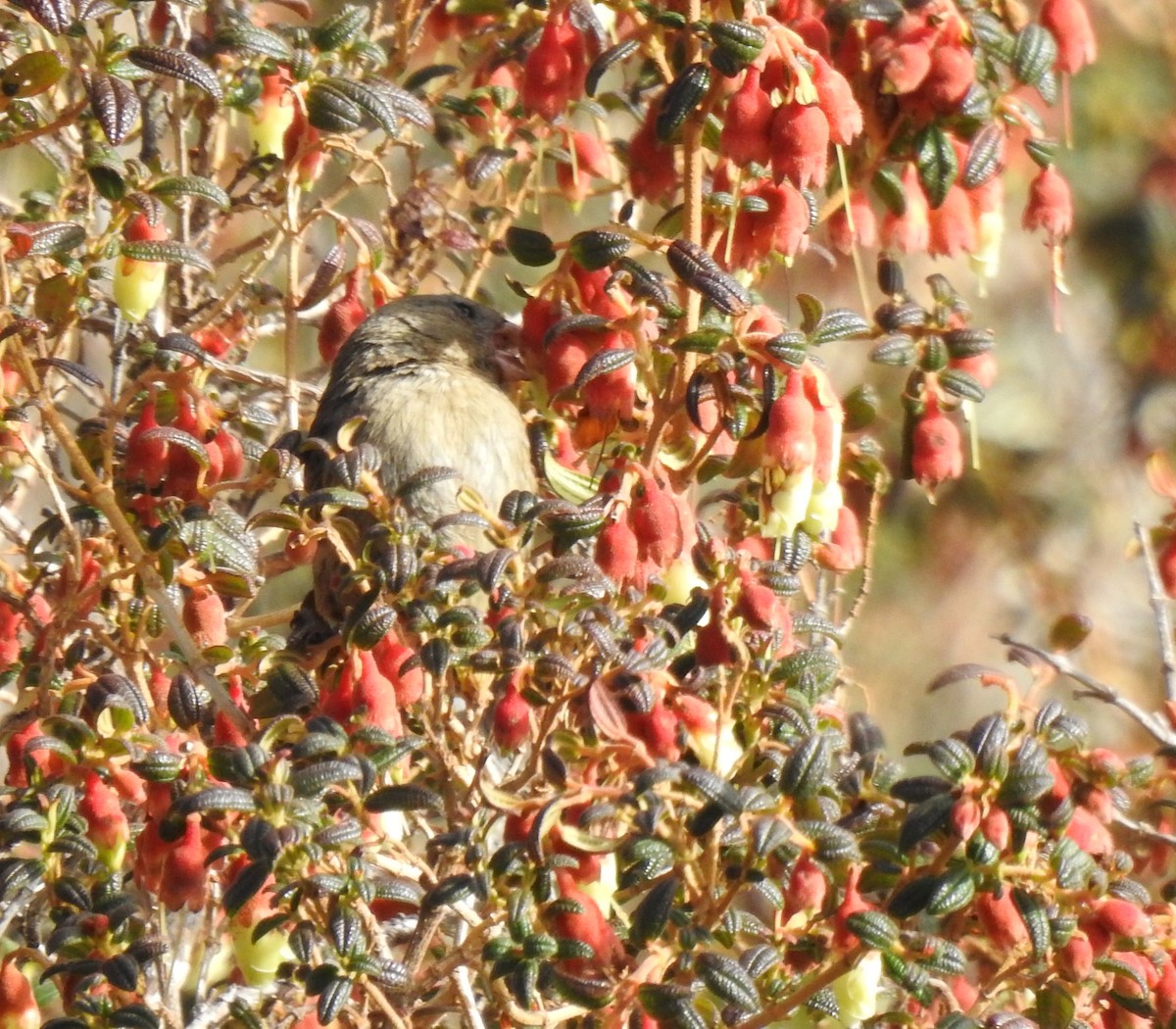 Plain-colored Seedeater - ML645932763