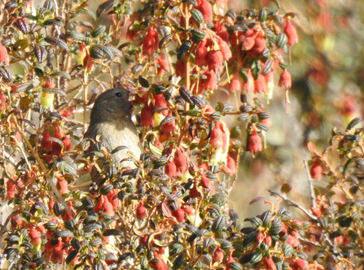Plain-colored Seedeater - ML645932764