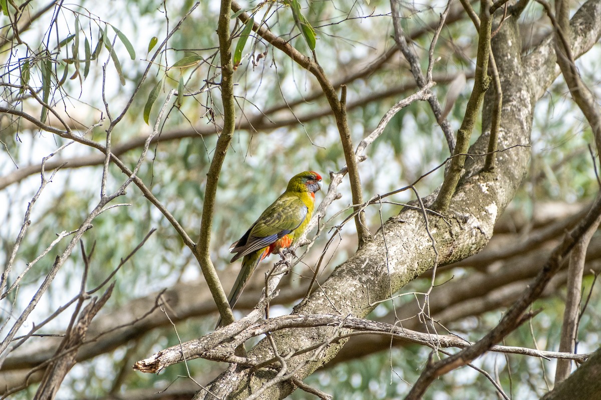 rosela Pennantova - ML645932766