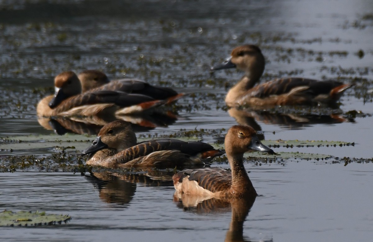 husička malá - ML645932769