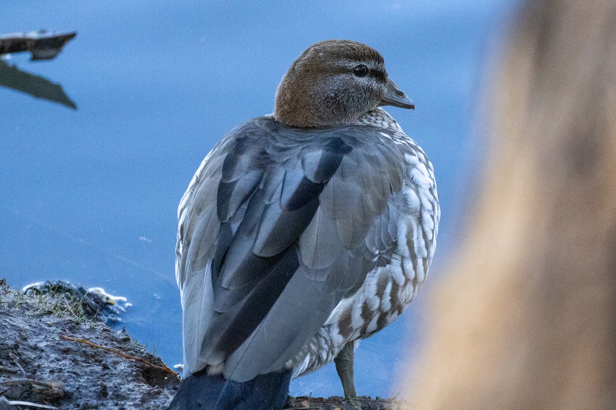 kachnička hřívnatá - ML645932770