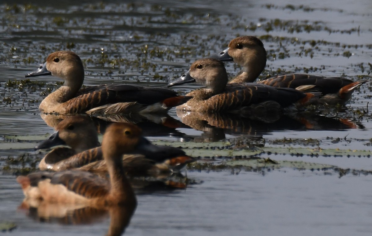 husička malá - ML645932771