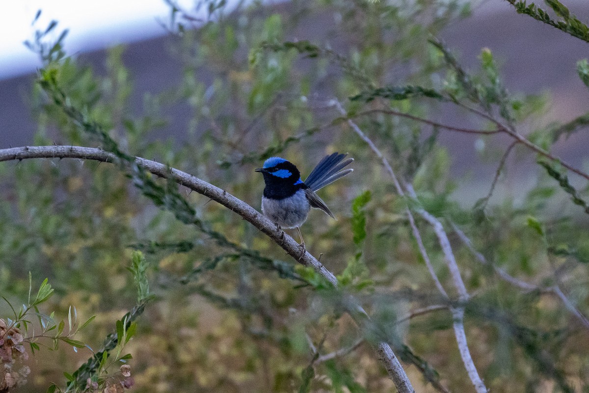 modropláštník nádherný - ML645932774