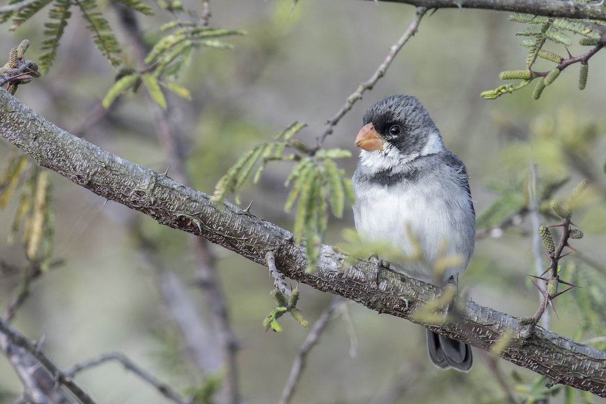 White-throated Seedeater - ML645932778