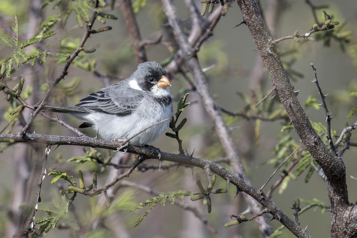 White-throated Seedeater - ML645932779