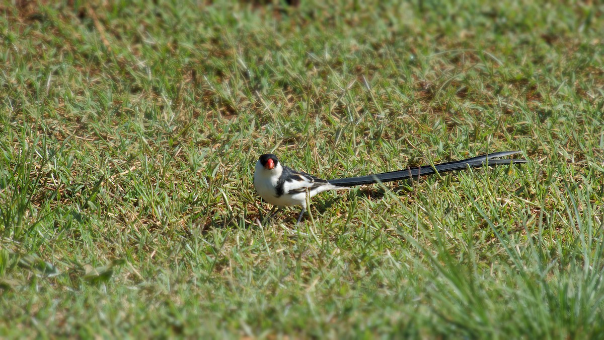 vdovka černobílá - ML645932780