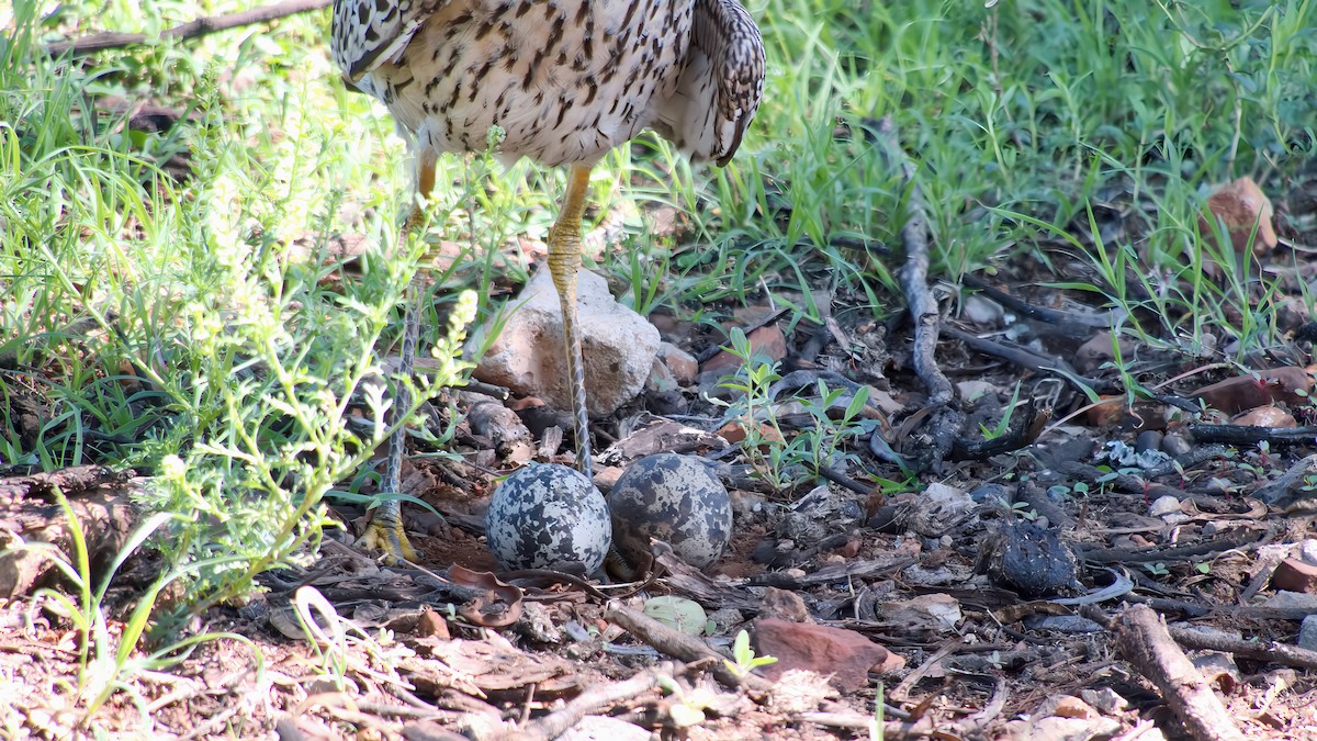 dytík skvrnitý - ML645932782